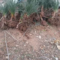 پیاز زعفران