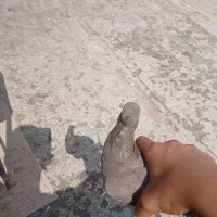 پرنده|پرنده|کرج, شاهین‌ویلا|دیوار