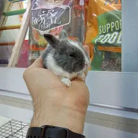 بچه خرگوش مینیاتوری|موش و خرگوش|تهران, تهرانپارس شرقی|دیوار