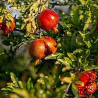 فروش انواع نهال های تضمینی|خدمات باغبانی و درختکاری|تبریز, |دیوار