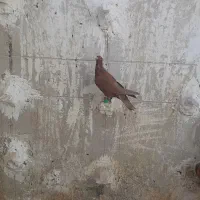 کبوتر|پرنده|کاشمر, |دیوار