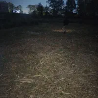 چمن زنی علف زنی‌ لی زنی تمشک زنی|خدمات باغبانی و درختکاری|سیاهکل, |دیوار