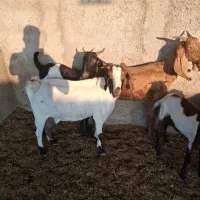 ۶بز|حیوانات مزرعه|اهواز, دغاغله|دیوار