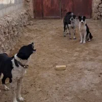 قدرجونی. گله ای