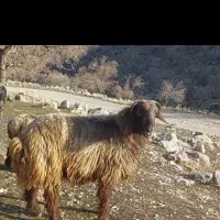 فروش انواع دام داشتی وکشتی|حیوانات مزرعه|دوگنبدان, |دیوار