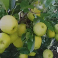 خدمات باغبانی