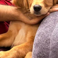 سگ نژاد گلدن ماده ۶ ماهه، فوق‌العاده آروم و مهربون|سگ|برخوار, |دیوار