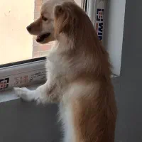 گمشده|حیوانات|ورامین, ورامین|دیوار