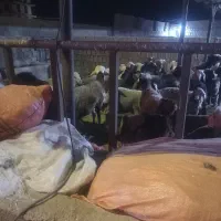 فروش بره|حیوانات مزرعه|وحدتیه, |دیوار