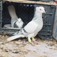 شامی دم سفیدـ سرکه ای دم سفید ـ سرخ دم سفید...|پرنده|قزوین, |دیوار