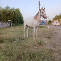 نریان عرب ایران درشت قد ۱۶۰