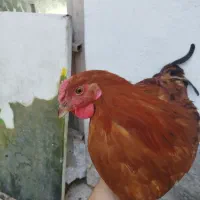 خروس جوان