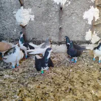 کبوتر شهری جوان پرشی|پرنده|شیراز, شیخ علی چوپان|دیوار