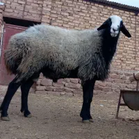 قوچ اصیل شالی