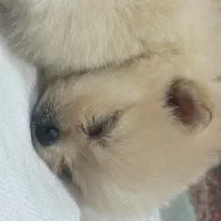 پامر خرسی|سگ|نجف‌آباد, یزدانشهر|دیوار