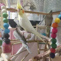 عروس هلندی|پرنده|بندر ماهشهر, |دیوار