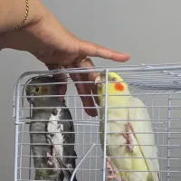 جفت عروس هلندی و پنج جوجه