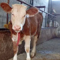 دو راس گوساله سیمینتال ماده و نر امریکایی|حیوانات مزرعه|قائم‌شهر, |دیوار