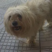 سگ پاکوتا نژاد شیتزو