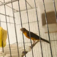 فروش قناری نر سرخ مست قاب و قلم دار