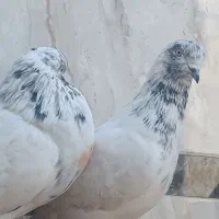 کبوتر پرشی کار درست به شرط|پرنده|نجف‌آباد, یزدانشهر|دیوار