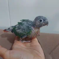 پرنده