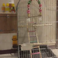 فروش قفس و لوازم کامل پرنده