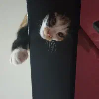 واگذاری|گربه|اصفهان, آهنگران|دیوار