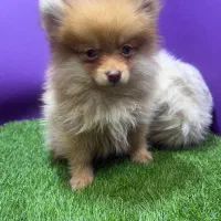 توله پامرین خرسی