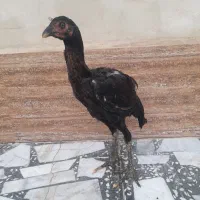 لاری