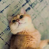 گربه نژاد برتیش نراصیل اماده جفت گیری|گربه|مشهد, الهیه|دیوار