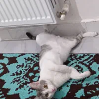 واگذاری رایگان