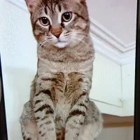 گربه مخصوص آپارتمان