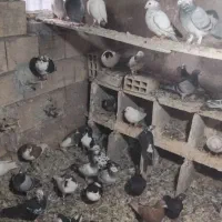 کبوتر کفتر پرشی|پرنده|میان جلگه, |دیوار