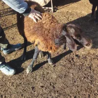 فروش گوسفند ماده|حیوانات مزرعه|محمدبار, |دیوار