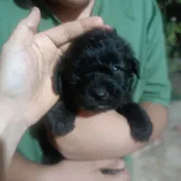 سگ  نژاد شیتزو تریر دو رگه