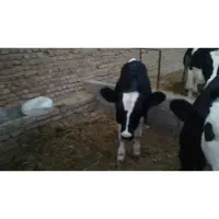 گاو|حیوانات مزرعه|نیشابور, خط کاشمر|دیوار