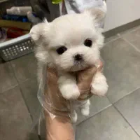 توله سگ شینزو مالتیز مالتیز کراس عروسکی جیبی