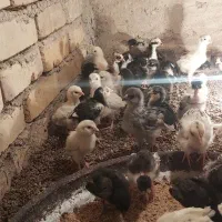 جوجه گلین|حیوانات مزرعه|یزد, |دیوار