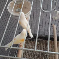 قناری جفت کار داده