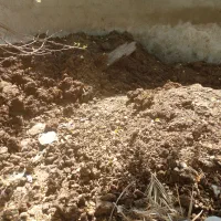 کود.حیوانی|لوازم جانبی حیوانات|سوسنگرد, |دیوار