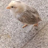 جوجه 35 روزه