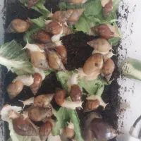 ارگانیک و ویژه
