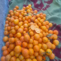 پرتقال تامسون شیرین عسل