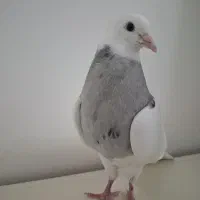 جوجه کفتر طوقی