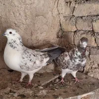 کبوتر تهرانی|پرنده|کوهدشت, |دیوار