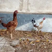 مرغ و بوقلمون|پرنده|اردبیل, |دیوار