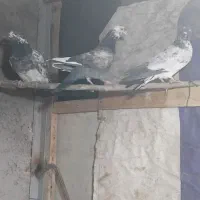 فروش فوری کبوتر
