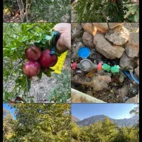 باغ درجه یک