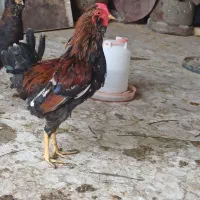 خروس|حیوانات مزرعه|چغادک, |دیوار